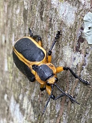 Mecistomela marginata