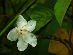 Tabernaemontana siphilitica