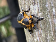 Mecistomela marginata