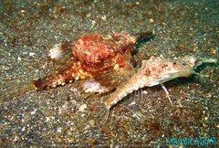 Eurypegasus draconis