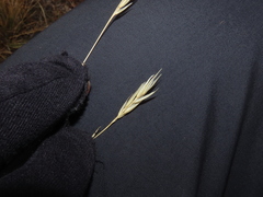 Rytidosperma virescens