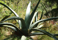 Agave mapisaga