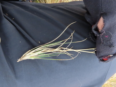 Rytidosperma virescens