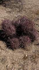 Homalocephala polycephala