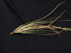 Rytidosperma virescens