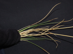 Rytidosperma virescens