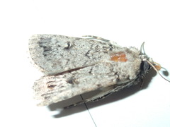 Proteuxoa capularis