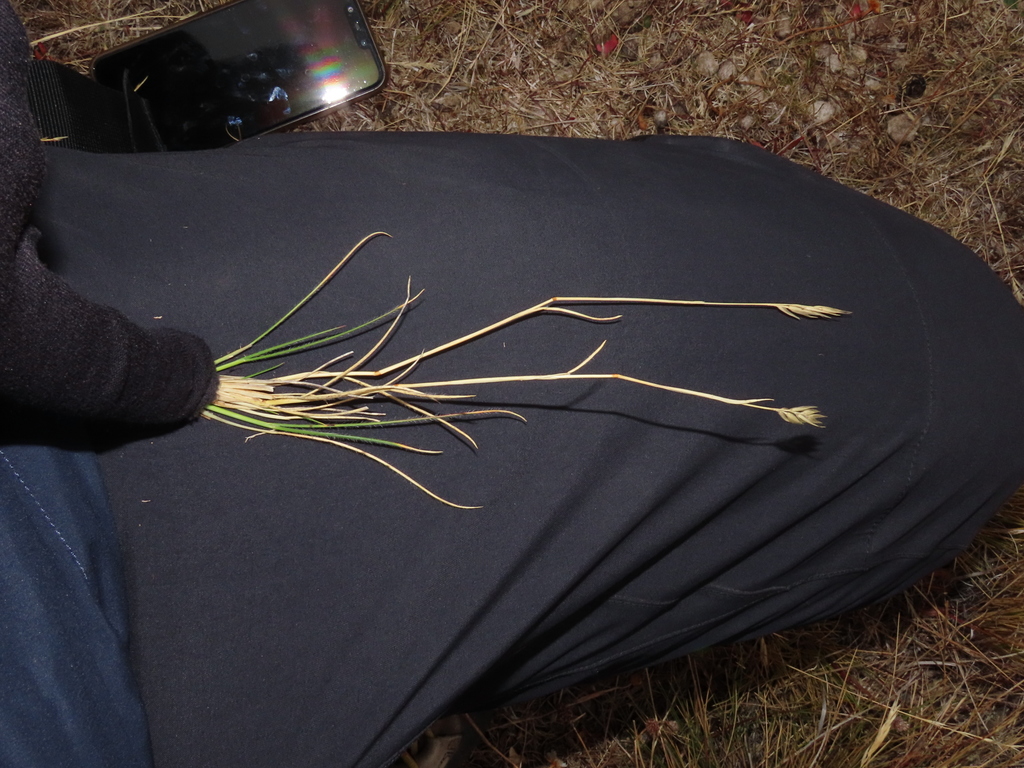 Rytidosperma virescens