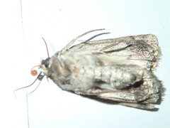 Proteuxoa capularis