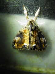 Orgyia thyellina