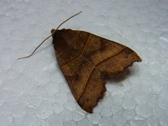 Telorta acuminata