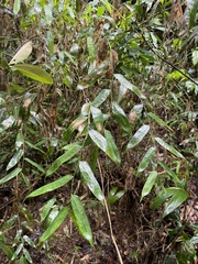 Olyra latifolia