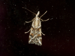 Scoparia ithyntis
