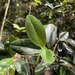 Henriettea squamulosa - Photo 由 Steve Maldonado Silvestrini 所上傳的 (c) Steve Maldonado Silvestrini，保留部份權利CC BY-NC