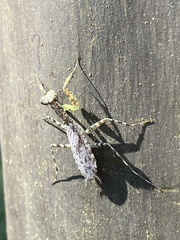 Fuga