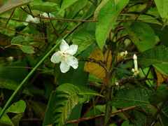 Tabernaemontana siphilitica