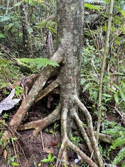 Cecropia schreberiana