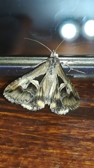 Melipotis bisinuata