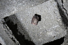Rhinolophidae