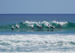 Sagmatias australis