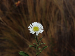 Erigeron patagonicus