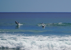 Sagmatias australis