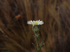 Erigeron patagonicus