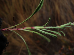 Erigeron patagonicus