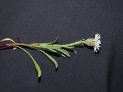 Erigeron patagonicus