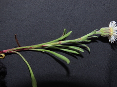 Erigeron patagonicus