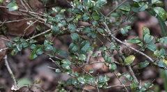 Ligustrum morrisonense