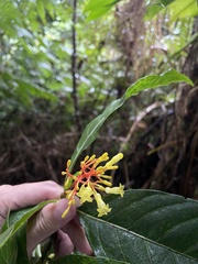 Palicourea croceoides