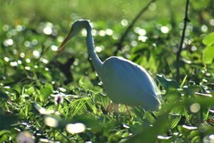 Ardea alba