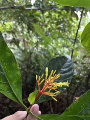 Palicourea croceoides