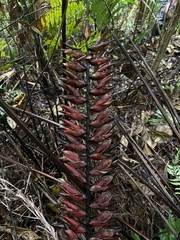 Vriesea macrostachya