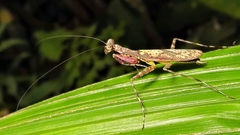 Fuga