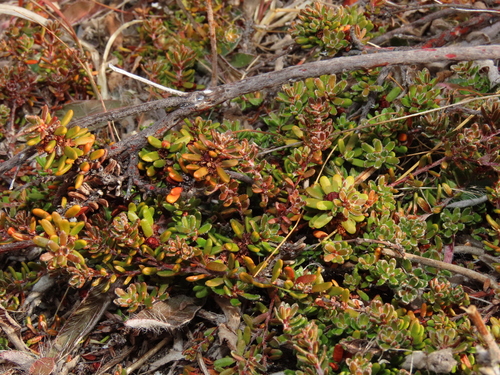 Empetrum rubrum