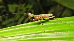 Fuga
