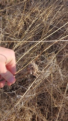 Rhopalomyia solidaginis