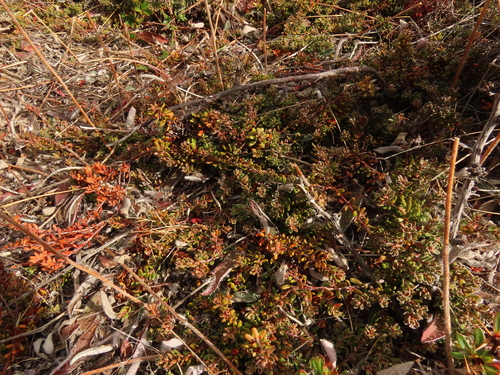 Empetrum rubrum, photograph 1