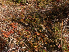 Empetrum rubrum, photograph Nicolás Lavandero, CC BY, iNaturalist via GBIF