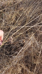 Rhopalomyia solidaginis