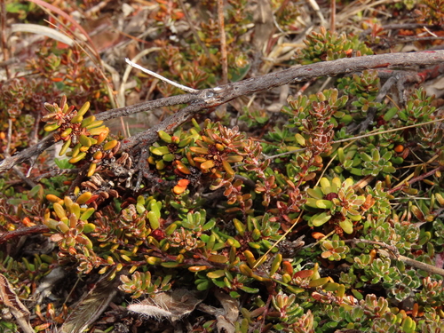 Empetrum rubrum, photograph 2