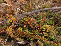 Empetrum rubrum, photograph Nicolás Lavandero, CC BY, iNaturalist via GBIF