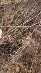 Rhopalomyia solidaginis