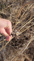 Rhopalomyia solidaginis