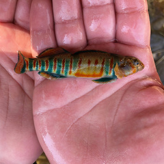 Etheostoma osburni