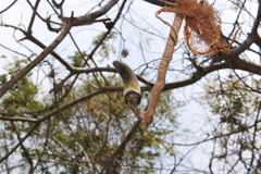 Pseudobombax palmeri