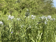Amsonia rigida