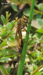 Cophinopoda